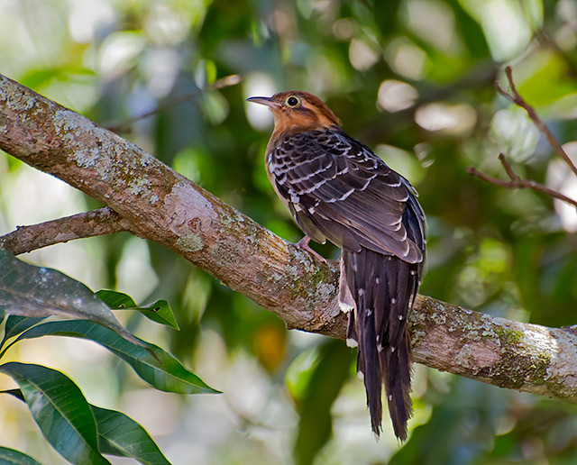 image Pavonine Cuckoo